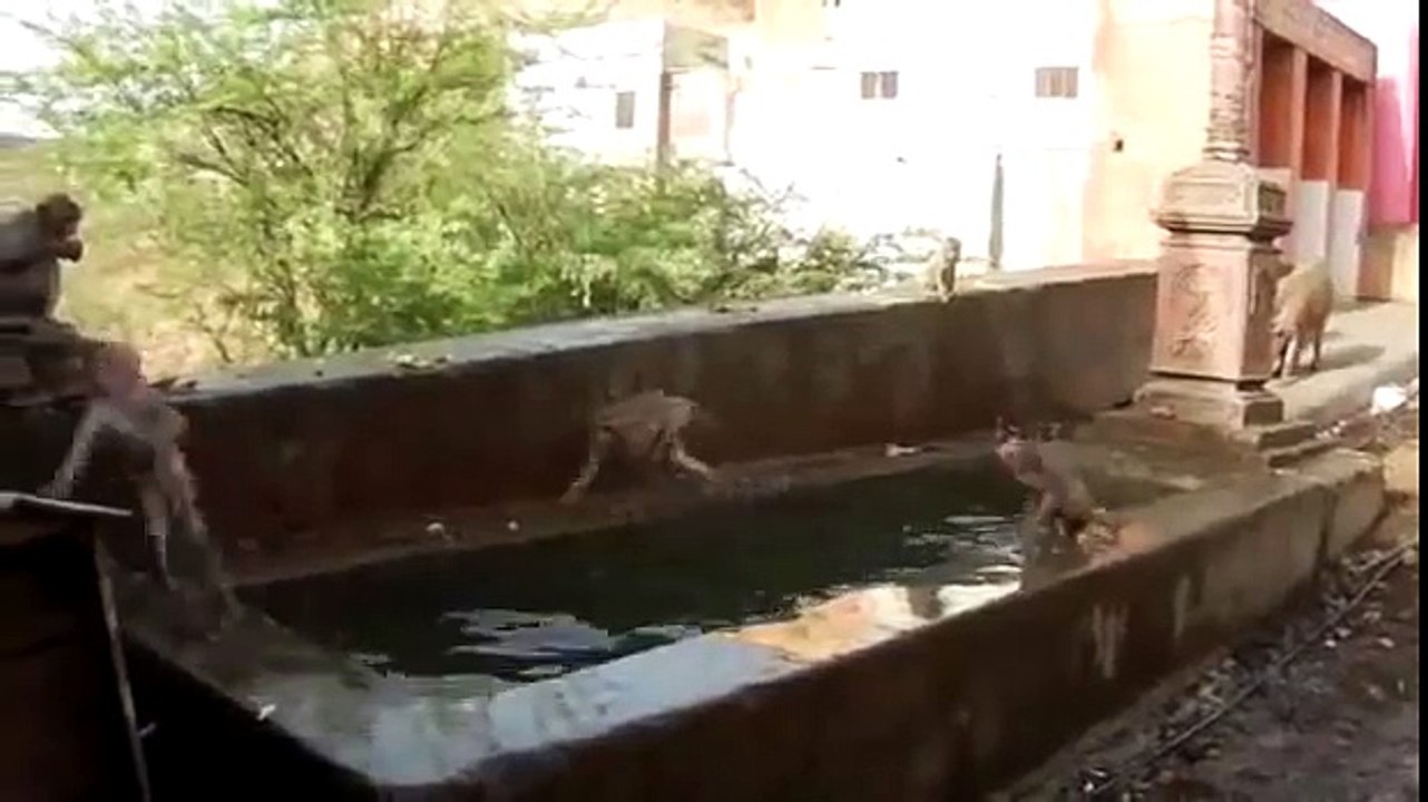 Monkeys do cannonball jumps into a pool