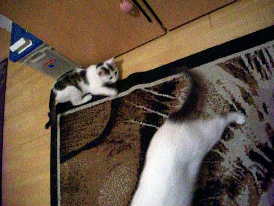 Harvey und Vinzent am 12.11.2015