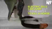 Electric Eels Can Jump Out Of The Water