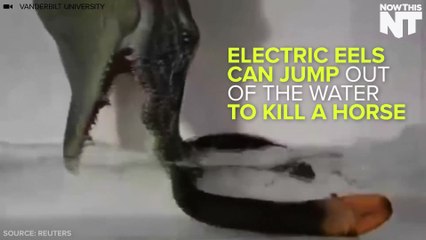 Electric Eels Can Jump Out Of The Water