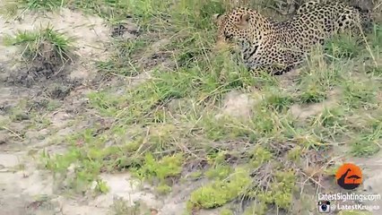 Baby Bird Takes on Hungry Leopard - Latest Wildlife Sightings