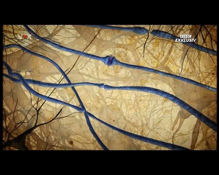 BBC Exclusiv- Die Wahrheit über Canabis