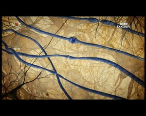 BBC Exclusiv- Die Wahrheit über Canabis