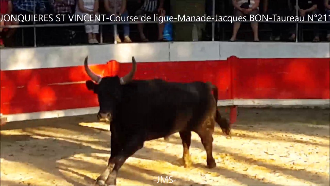 Manade Jacques BON-Taureau N°211-Jonquieres St Vincent-Course Camarguaise-2016-06-08