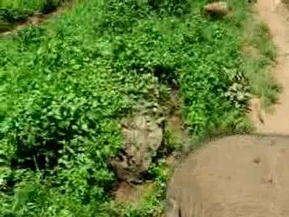 elephant camp chiang mai thailande