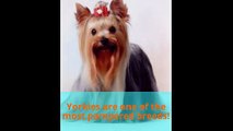 Animal Facts--Yorkshire Terrier (Yorkie)