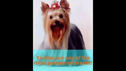 Animal Facts--Yorkshire Terrier (Yorkie)