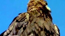 Biggest wild animal fights | CRAZIEST Animals Attack Caught | eagles attacking animals