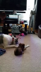 Collie Meets New Sister Chihuahua for the First Time