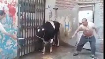 A Bull killed an Egyptian Man