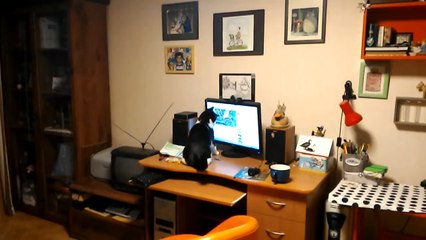 Cat Uses PC Monitor as Punching Bag