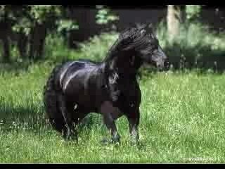 le frison :-)