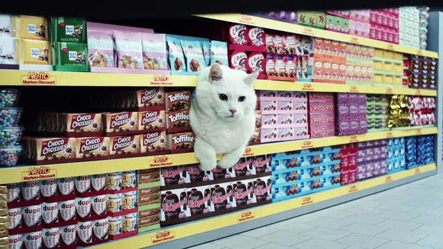 Pub Netto avec des chats