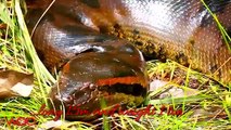 Have you ever seen them  Giant Snakes in the world - Giant Anaconda, Python, Titanoboa