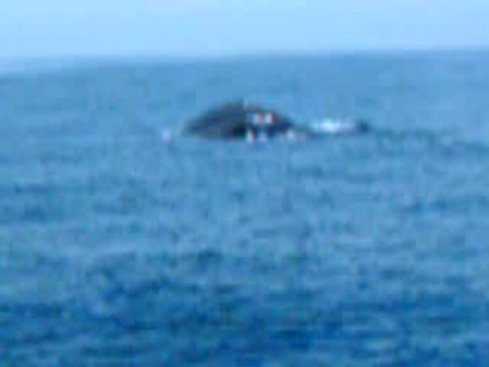 Whale on video