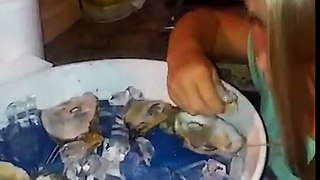 Oyster Eating Challenge