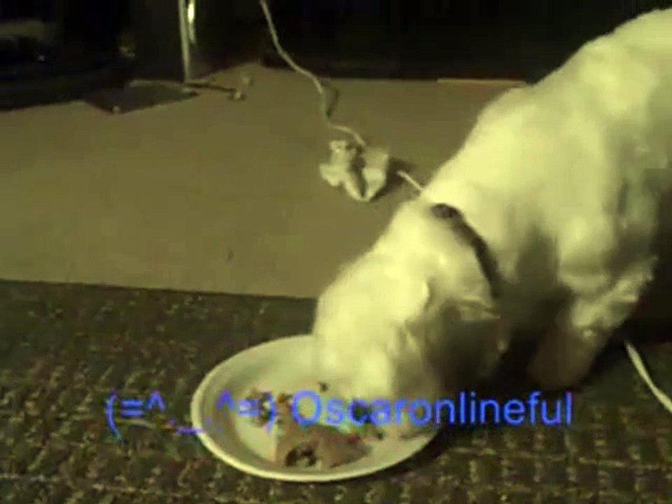 Toby's dinner