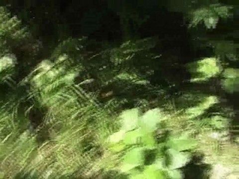 White widow 4/2007 cannabis Marijuana marihuana Chanvre