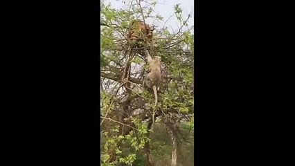 Tiger on a tree attempting to catch a monkey