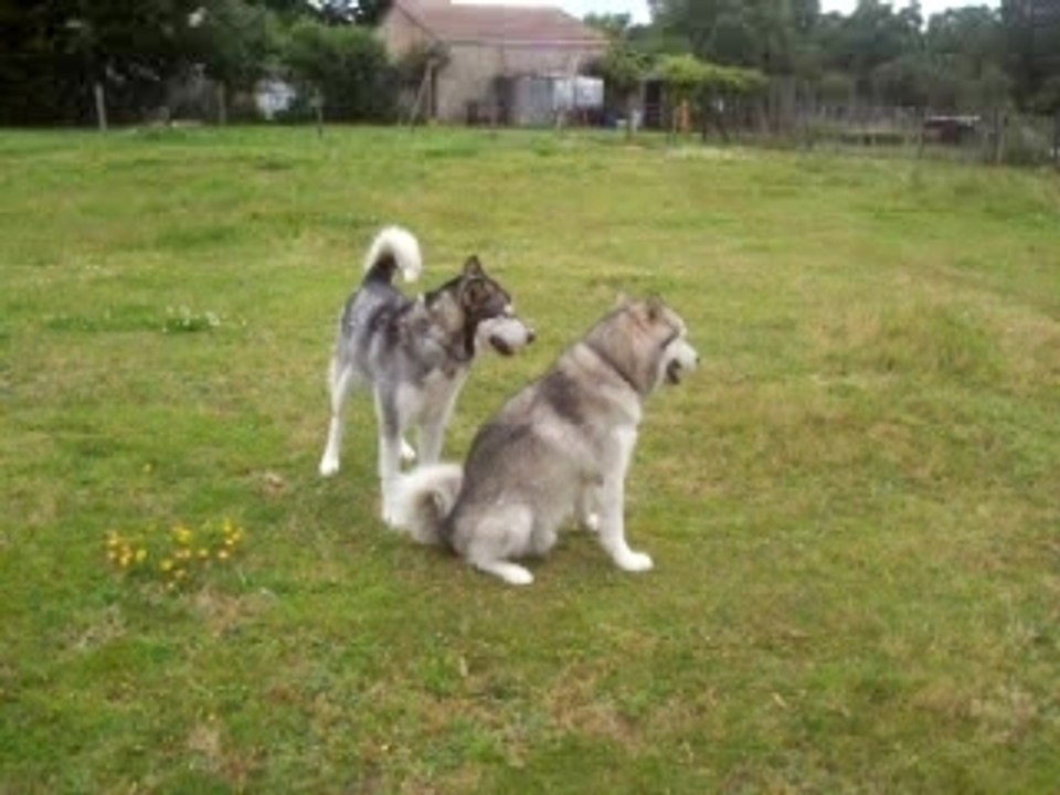 Video 8-07-07 ane et chien 004