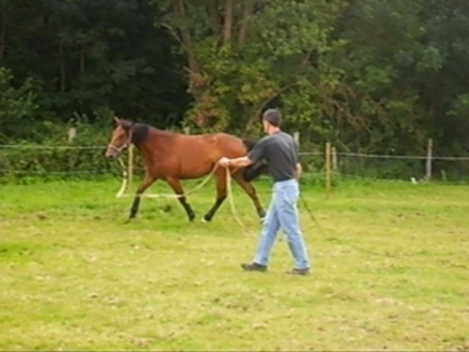 Queno Saute en lOnge