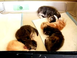 10 days old kittens