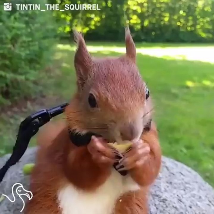 Sauvé par un humain cet écureuil vit maintenant avec lui !