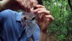 Les fourmis ont bouffé les câbles et son appareil photo dans la forêt amazonienne