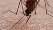 Piqûres de moustiques filmées en vue macro... Impressionnant !