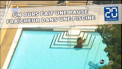 Un ours fait une pause fraîcheur dans une piscine de Californie