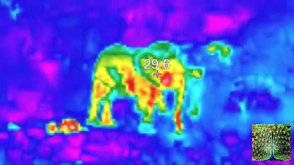 Mom Elephant Kicks Baby Elephant Back to Life - Video Dailymotion