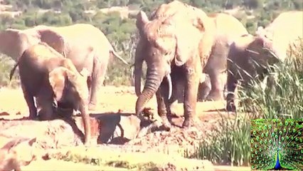 Mother Elephant Rescues Her Calf -  Video Dailymotion