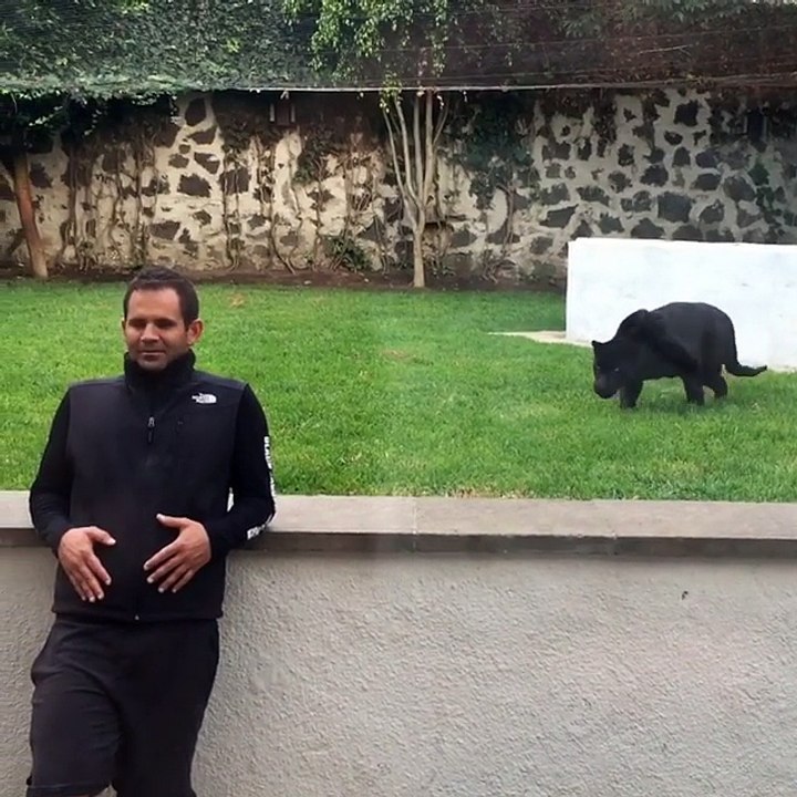 Un homme inconscient se met dos à une panthère noire