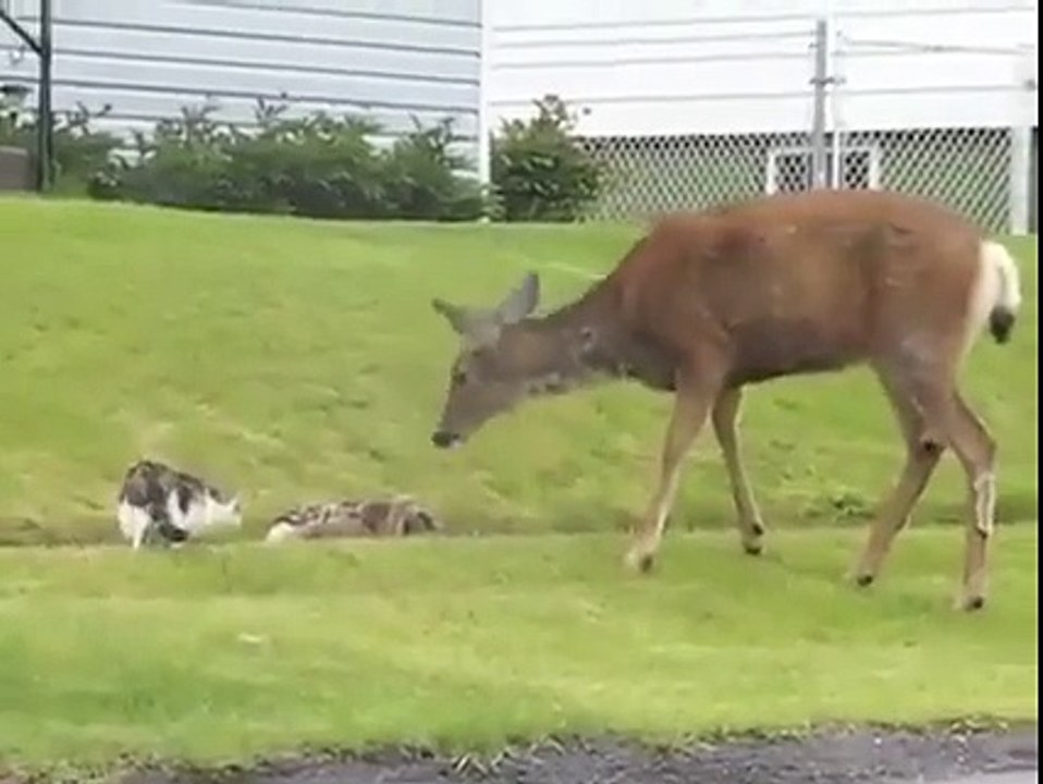 Funny cat videos 2016