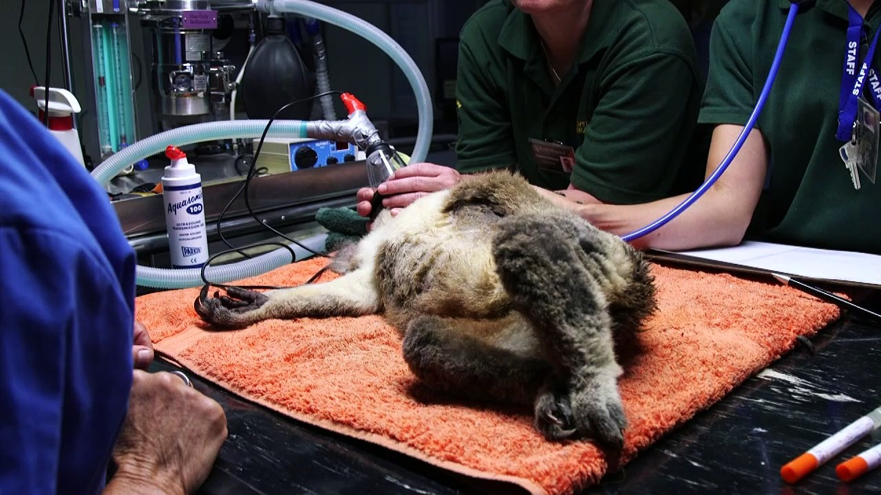 Düstere Aussichten für Australiens Koalas