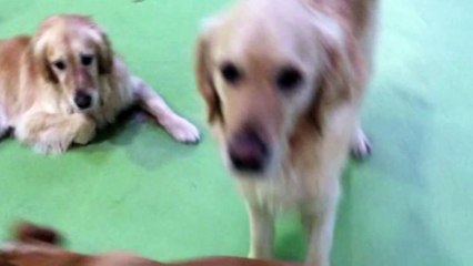 Really Think about your Pet Pictures on Social Media