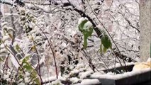 Timelapse Zeitraffer - Pinneberg Schnee November 2015 /Full Film/Complete Movie/Ganzer Film