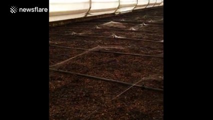 Bio-filter invaded by hundreds of tiny spiders