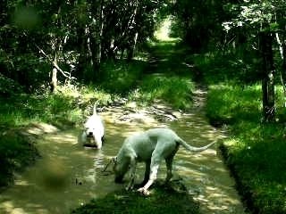 Mes dogos à la bauge à cochons