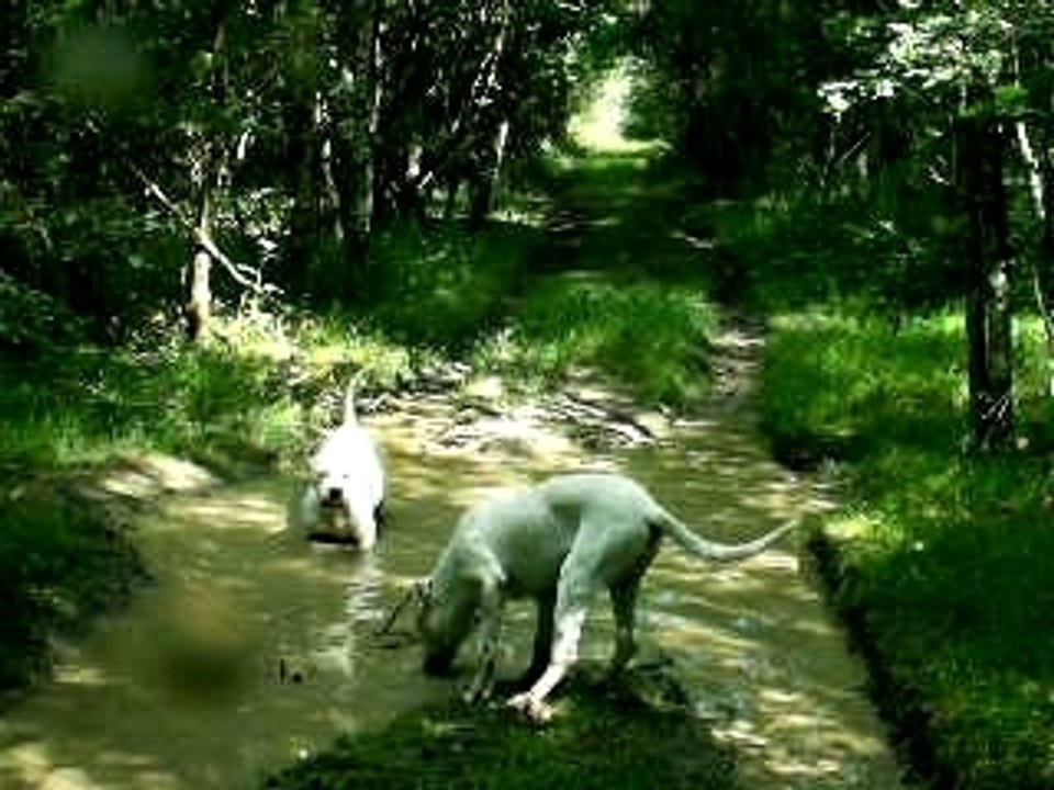 Mes dogos à la bauge à cochons
