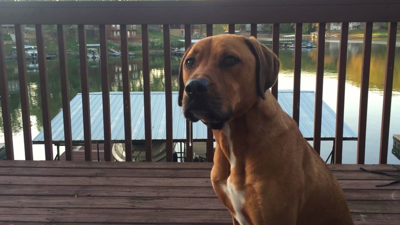 Ce chien bave en attendant de manger ses croquettes !