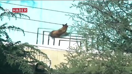 Ayının havuz keyfi