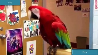 [animal dancing] funny animal, funny fail