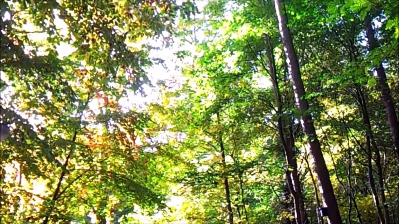 Timelapse Zeitraffer - Pinneberg Wald Oktober 2015 /Full Film/Complete Movie/Ganzer Film