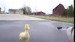 Duck Chase  Aww -- He thinks you're his Mommy
