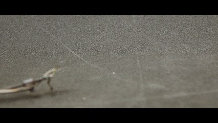 "Règne analogue" par Nicolas Darrot, 1er teaser, été 2016 à la maison rouge