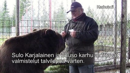 Cet ours de 500kgs se prépare à hiberner en Finlande aidé pa