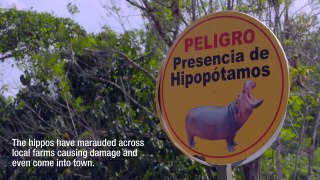 Drug Kingpin Pablo Escobar’s Hippos Are Alive and Well