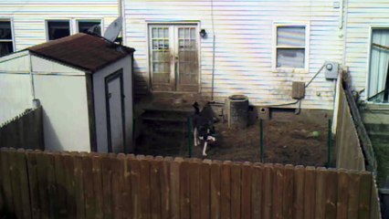 Il installe une caméra dans sa cour arrière, ce qu'il capte vous brisera le coeur.