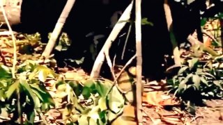 Anaconda VS Jaguar     Animal Fight Documentary 2015 HD